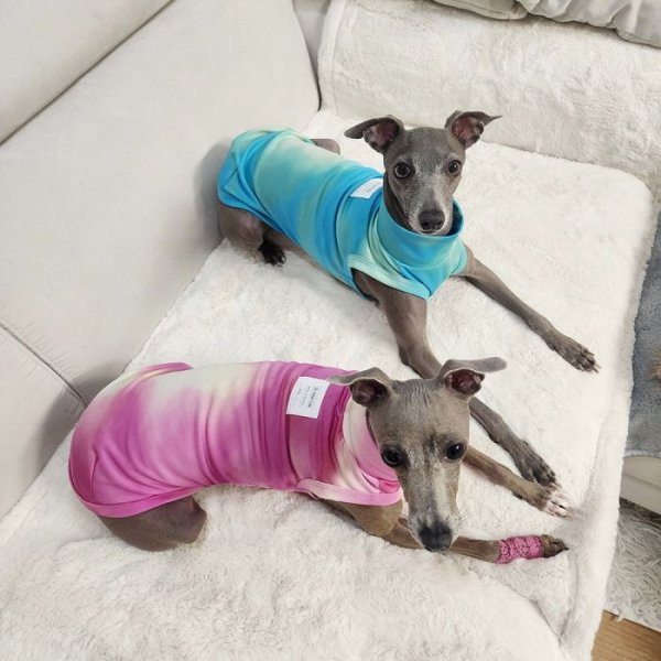 画像23: イタグレ服 S M L XL 2XL 3XL 接触冷感 クールベスト 小型犬 中型犬 大型犬 夏服 熱中症対策 doggystar ドッギースター 蛍光色 即日発送致します (23)