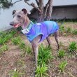 画像23: イタグレ服 S M L XL　小型犬 中型犬  夏服 接触冷感 熱中症対策クールベスト doggystar 蛍光色 即日発送致します (23)