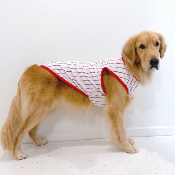 画像1: 大型犬 服 2XL Tシャツ 犬服 接触 冷感 Tシャツ 野球ユニフォーム ストライプ  ひんやり クール ベスト 大型犬 熱中症対策 (1)