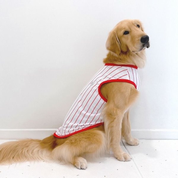 画像1: 大型犬 服 4XL Tシャツ 犬服 接触 冷感 Tシャツ 野球ユニフォーム ストライプ  ひんやり クール ベスト 大型犬 熱中症対策 (1)