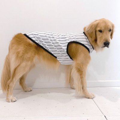 画像1: 大型犬 服 4XL Tシャツ 犬服 接触 冷感 Tシャツ 野球ユニフォーム ストライプ  ひんやり クール ベスト 大型犬 熱中症対策
