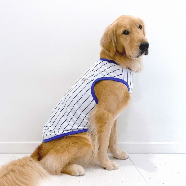 画像1: 大型犬 服 5XL Tシャツ 犬服 接触 冷感 Tシャツ 野球ユニフォーム ストライプ  ひんやり クール ベスト 大型犬 熱中症対策  (1)