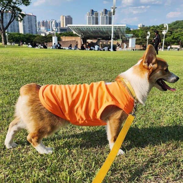 画像12: ウェルシュ コーギー 服  接触冷感 クールベスト Tシャツ 無地 2XL 3XL 4XL 5XL 中型犬 大型犬 春夏 コーギー おしゃれ 犬服 doggystar ドッギースター即日発送出来ます (12)