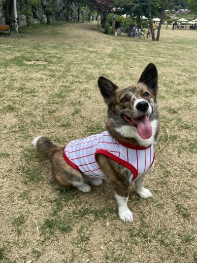 画像1: ウェルシュ コーギー 服 3XL接触冷感 野球 ユニフォーム クールベスト Tシャツ ストライプ 中型犬 大型犬 春夏 コーギー おしゃれ 犬 洋服 doggystar ドッギースター