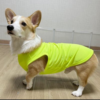 画像1: ウェルシュ コーギー 服 3XL接触冷感 クールベスト Tシャツ 無地 中型犬 大型犬 春夏 コーギー おしゃれ 犬 洋服 doggystar ドッギースター