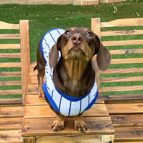 画像16: ダックスフンド 服 接触冷感 野球 ユニフォーム クールベスト Tシャツ 小型犬 中型犬 S M L XL 春夏 ダックス おしゃれ 犬 洋服 doggystar ドッギースター 即日発送できます (16)