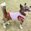 画像13: ウェルシュ コーギー 服 5XL接触冷感 野球 ユニフォーム クールベスト Tシャツ ストライプ 中型犬 大型犬 春夏 コーギー おしゃれ 犬 洋服 doggystar ドッギースター (13)