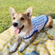 画像16: ウェルシュ コーギー 服 4XL接触冷感 野球 ユニフォーム クールベスト Tシャツ ストライプ 中型犬 大型犬 春夏 コーギー おしゃれ 犬 洋服 doggystar ドッギースター (16)