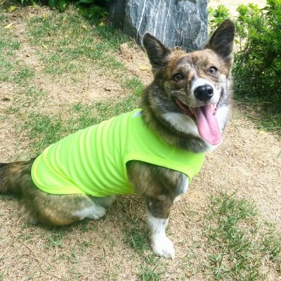 画像3: ウェルシュ コーギー 服 5XL接触冷感 クールベスト Tシャツ 無地 中型犬 大型犬 春夏 コーギー おしゃれ 犬 洋服 doggystar ドッギースター