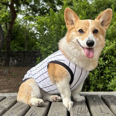 画像2: ウェルシュ コーギー 服 5XL接触冷感 野球 ユニフォーム クールベスト Tシャツ ストライプ 中型犬 大型犬 春夏 コーギー おしゃれ 犬 洋服 doggystar ドッギースター