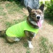 画像12: ウェルシュ コーギー 服 4XL接触冷感 クールベスト Tシャツ 無地 中型犬 大型犬 春夏 コーギー おしゃれ 犬 洋服 doggystar ドッギースター (12)