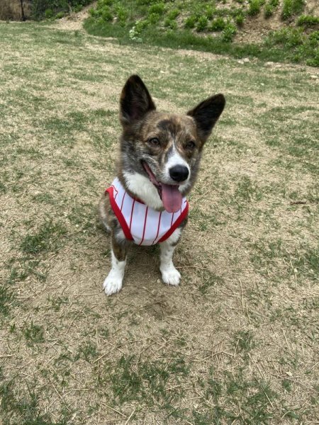 画像15: ウェルシュ コーギー 服 接触冷感 野球 ユニフォーム クールベスト Tシャツ ストライプ 2XL 3Xl 4XL 5XL 中型犬 大型犬 春夏 コーギー おしゃれ 犬服 doggystar ドッギースター即日発送できます (15)