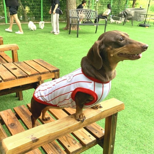 画像19: ダックスフンド 服 接触冷感 野球 ユニフォーム クールベスト Tシャツ 小型犬 中型犬 S M L XL 春夏 ダックス おしゃれ 犬 洋服 doggystar ドッギースター 即日発送できます (19)
