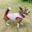 画像14: ウェルシュ コーギー 服 3XL接触冷感 野球 ユニフォーム クールベスト Tシャツ ストライプ 中型犬 大型犬 春夏 コーギー おしゃれ 犬 洋服 doggystar ドッギースター (14)