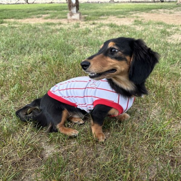 画像20: ダックスフンド 服 接触冷感 野球 ユニフォーム クールベスト Tシャツ 小型犬 中型犬 S M L XL 春夏 ダックス おしゃれ 犬 洋服 doggystar ドッギースター 即日発送できます (20)