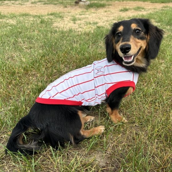 画像21: ダックスフンド 服 接触冷感 野球 ユニフォーム クールベスト Tシャツ 小型犬 中型犬 S M L XL 春夏 ダックス おしゃれ 犬 洋服 doggystar ドッギースター 即日発送できます (21)