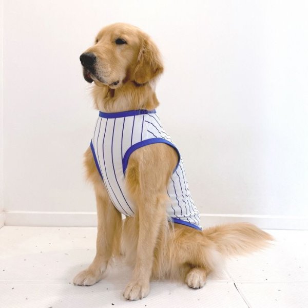画像1: 大型犬 服 3XL Tシャツ 犬服 接触 冷感 Tシャツ 野球ユニフォーム ストライプ  ひんやり クール ベスト 大型犬 熱中症対策 (1)