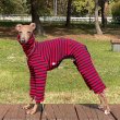 画像24: ベドリントンテリア服 2XL 中型犬 大型犬 春 初秋 秋 冬 doggystar キルティング ロンパース  即日発送出来ます  (24)