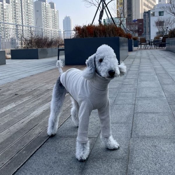画像36: イタグレ服 S M L XL 2XL 3XL ワッフル 無地 長袖  Tシャツ 小型犬 中型犬 大型犬 春夏秋冬 吸湿性 シンプル 室内着 パジャマ doggystar ドッギースター 即日発送出来ます  (36)