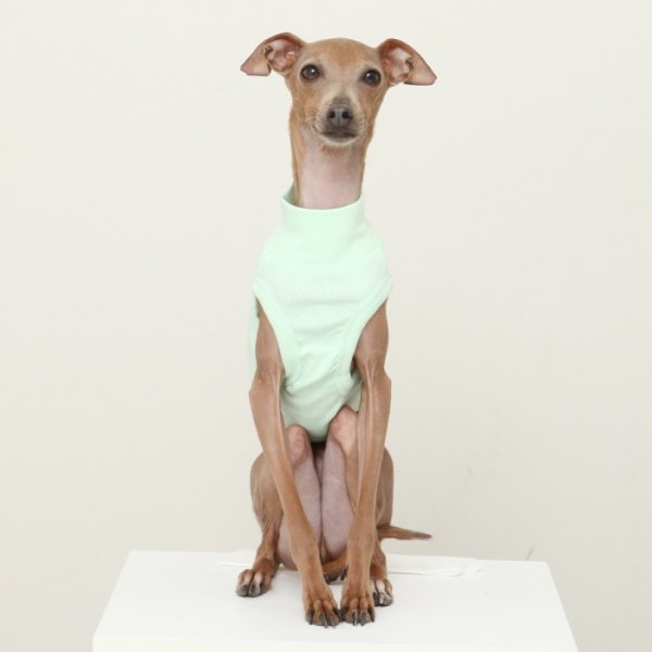 画像30: イタグレ服 S M L XL 2XL 3XL 無地 パステルカラー クロップド トップス ショート丈Tシャツ 小型犬 中型犬 大型犬 春 夏服 doggystar ドッギースター 即日発送出来ます (30)