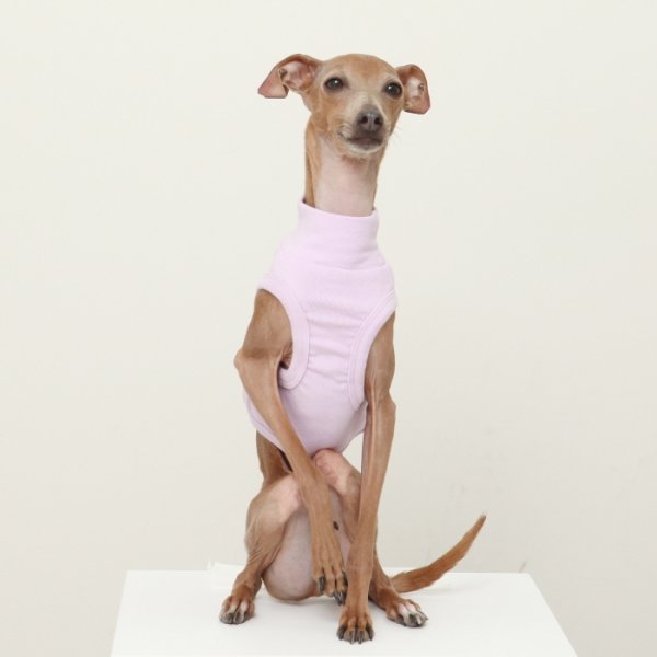 画像32: イタグレ服 S M L XL 2XL 3XL 無地 パステルカラー クロップド トップス ショート丈Tシャツ 小型犬 中型犬 大型犬 春 夏服 doggystar ドッギースター 即日発送出来ます (32)