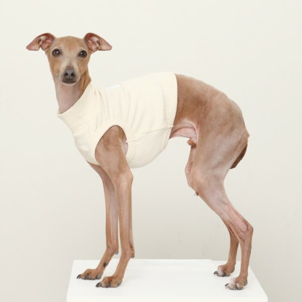 画像21: イタグレ服 S M L XL 2XL 3XL 無地 パステルカラー クロップド トップス ショート丈Tシャツ 小型犬 中型犬 大型犬 春 夏服 doggystar ドッギースター 即日発送出来ます (21)