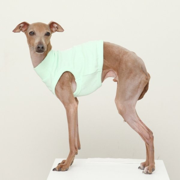 画像20: イタグレ服 S M L XL 2XL 3XL 無地 パステルカラー クロップド トップス ショート丈Tシャツ 小型犬 中型犬 大型犬 春 夏服 doggystar ドッギースター 即日発送出来ます (20)