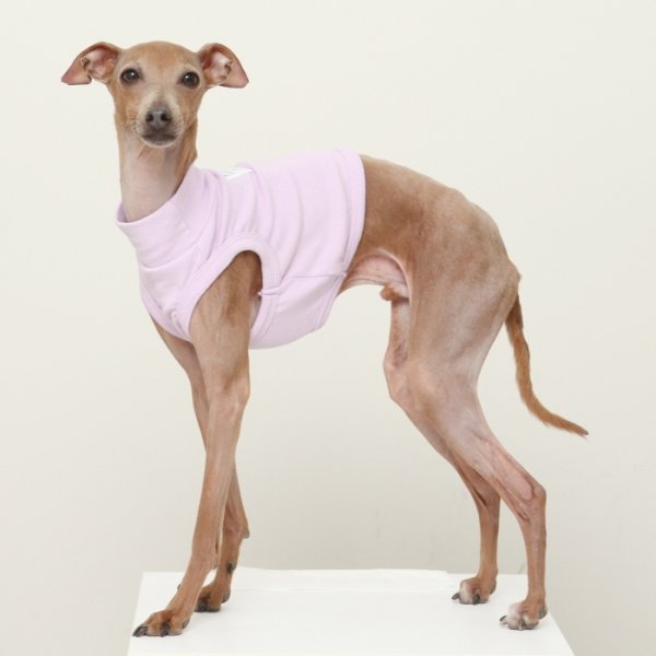 画像19: イタグレ服 S M L XL 2XL 3XL 無地 パステルカラー クロップド トップス ショート丈Tシャツ 小型犬 中型犬 大型犬 春 夏服 doggystar ドッギースター 即日発送出来ます (19)