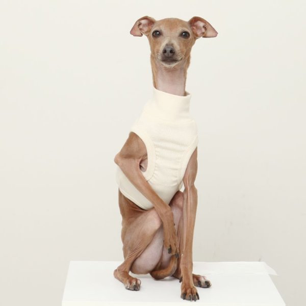 画像33: イタグレ服 S M L XL 2XL 3XL 無地 パステルカラー クロップド トップス ショート丈Tシャツ 小型犬 中型犬 大型犬 春 夏服 doggystar ドッギースター 即日発送出来ます (33)