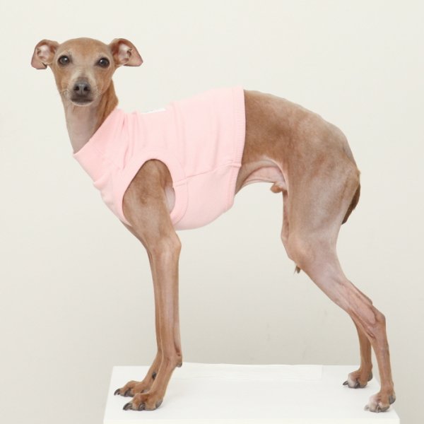 画像18: イタグレ服 S M L XL 2XL 3XL 無地 パステルカラー クロップド トップス ショート丈Tシャツ 小型犬 中型犬 大型犬 春 夏服 doggystar ドッギースター 即日発送出来ます (18)