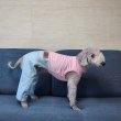 画像24: イタグレ服  S M L XL 小型犬 中型犬 春夏服 秋冬服 doggystar  デニム ロンパース つなぎ 伸縮性抜群 即日発送致します (24)