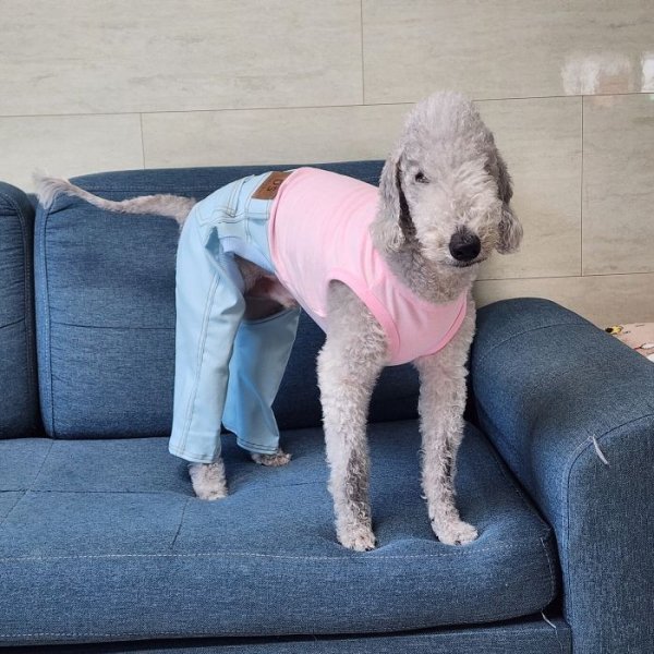 画像24: イタグレ服  S M L XL 2XL 3XL デニム ロンパース つなぎ 小型犬 中型犬 大型犬 春夏服 秋冬服 doggystar ドッギースター  伸縮性抜群 即日発送致します (24)