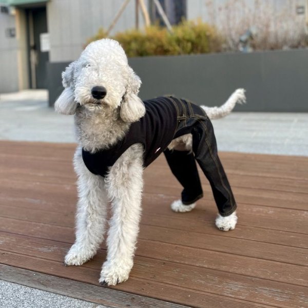 画像23: イタグレ服  S M L XL 2XL 3XL デニム ロンパース つなぎ 小型犬 中型犬 大型犬 春夏服 秋冬服 doggystar ドッギースター  伸縮性抜群 即日発送致します (23)