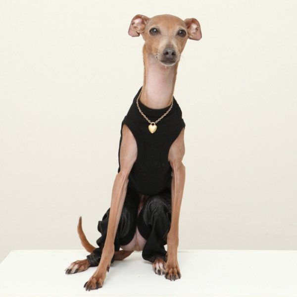 画像18: イタグレ服  S M L XL 2XL 3XL デニム ロンパース つなぎ 小型犬 中型犬 大型犬 春夏服 秋冬服 doggystar ドッギースター  伸縮性抜群 即日発送致します (18)