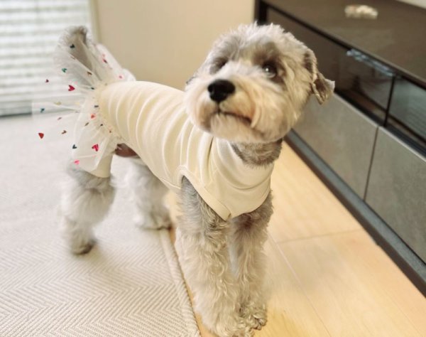 画像2: 犬服 ワンピース チュチュ レギンス チュール スカート 小型犬 中型犬 春 夏 秋 冬 伸縮性抜群 doggystar ドッギースター  即日発送出来ます (2)