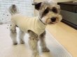 画像3: 犬服 ワンピース チュチュ レギンス チュール スカート 小型犬 中型犬 春 夏 秋 冬 伸縮性抜群 即日発送出来ます (3)