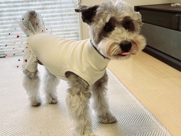画像3: 犬服 ワンピース チュチュ レギンス チュール スカート 小型犬 中型犬 春 夏 秋 冬 伸縮性抜群 doggystar ドッギースター  即日発送出来ます (3)