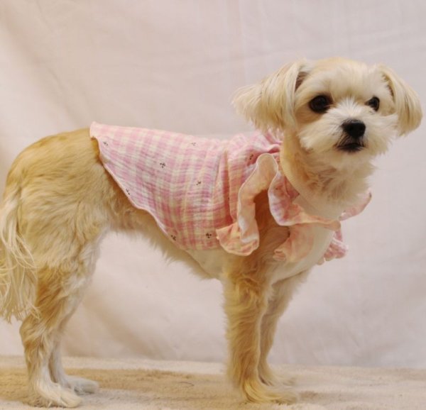 画像15: 犬服 S M L XL チェック フリル Tシャツ 春 夏 秋 ブラウス doggystar ドッギースター 即日発送できます (15)