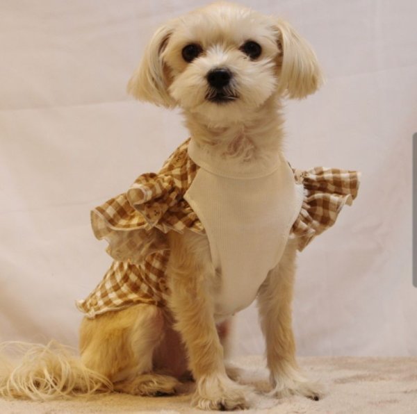 画像14: 犬服 S M L XL チェック フリル Tシャツ 春 夏 秋 ブラウス doggystar ドッギースター 即日発送できます (14)