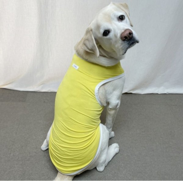 画像6: 犬 服 大型 犬服 接触 冷感 ひんやりクール ベスト スポーツ S M L XL  2XL 3XL 4XL 5XL 6XL 小型 犬 中型犬 大型犬 タンク トップ 熱中症対策 doggystar ドッギースター  即日発送出来ます (6)