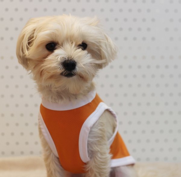 画像14: 犬 服 大型 犬服 接触 冷感 ひんやりクール ベスト スポーツ S M L XL  2XL 3XL 4XL 5XL 6XL 小型 犬 中型犬 大型犬 タンク トップ 熱中症対策 doggystar ドッギースター  即日発送出来ます (14)