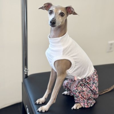 画像1: イタグレ服 S M L XL サルエルパンツ もんぺパンツ ロンパース つなぎ 花柄 ゆったり 小型犬 中型犬 春夏 doggystar 即日発送出来ます 