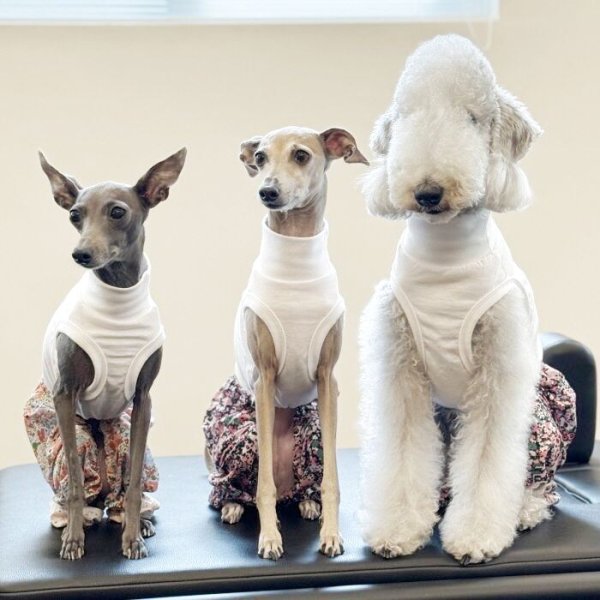 画像27: イタグレ服 S M L XL 2XL 3XL サルエルパンツ もんぺパンツ ロンパース つなぎ 花柄 ゆったり 小型犬 中型犬 大型犬 春夏 doggystar ドッギースター 即日発送出来ます  (27)