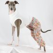 画像22: イタグレ服 S M L XL サルエルパンツ もんぺパンツ ロンパース つなぎ 花柄 ゆったり 小型犬 中型犬 春夏 doggystar 即日発送出来ます  (22)