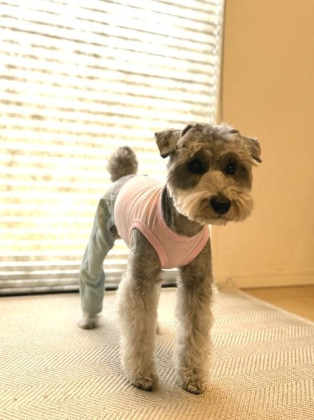 画像14: 犬服  S M L XL 2XL 小型犬 中型犬 大型犬 春夏服 秋冬服 デニム ロンパース つなぎ 伸縮性抜群 doggystar ドッギースター 即日発送致します (14)