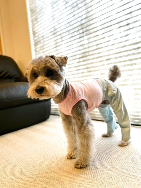 画像16: 犬服  S M L XL 2XL 小型犬 中型犬 大型犬 春夏服 秋冬服 デニム ロンパース つなぎ 伸縮性抜群 doggystar ドッギースター 即日発送致します (16)