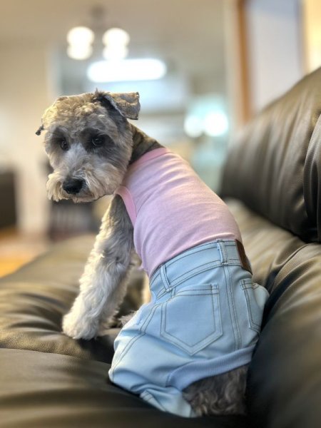 画像2: 犬服  S M L XL 2XL 小型犬 中型犬 大型犬 春夏服 秋冬服 デニム ロンパース つなぎ 伸縮性抜群 doggystar ドッギースター 即日発送致します (2)