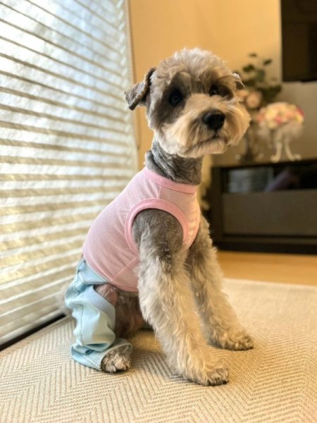 画像13: 犬服  S M L XL 2XL 小型犬 中型犬 大型犬 春夏服 秋冬服 デニム ロンパース つなぎ 伸縮性抜群 doggystar ドッギースター 即日発送致します (13)