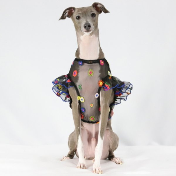 画像25: イタグレ服 S M L XL 2XL 3XL シースルー 花柄 刺繍 チュール フリル ブラウス 小型犬 中型犬 大型犬 春夏 doggystar ドッギースター 即日発送出来ます。 (25)