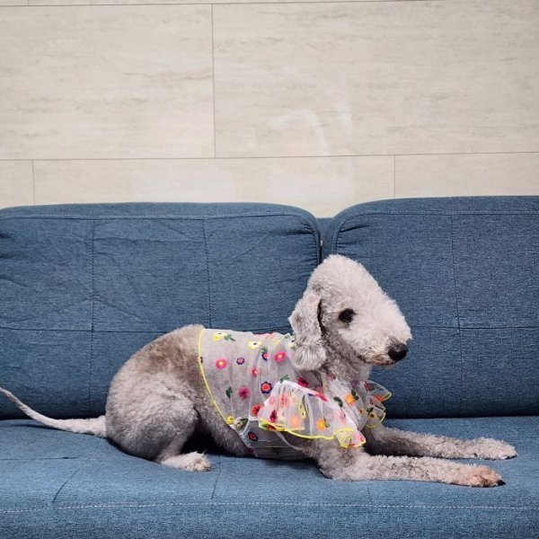 画像39: イタグレ服 S M L XL 2XL 3XL シースルー 花柄 刺繍 チュール フリル ブラウス 小型犬 中型犬 大型犬 春夏 doggystar ドッギースター 即日発送出来ます。 (39)